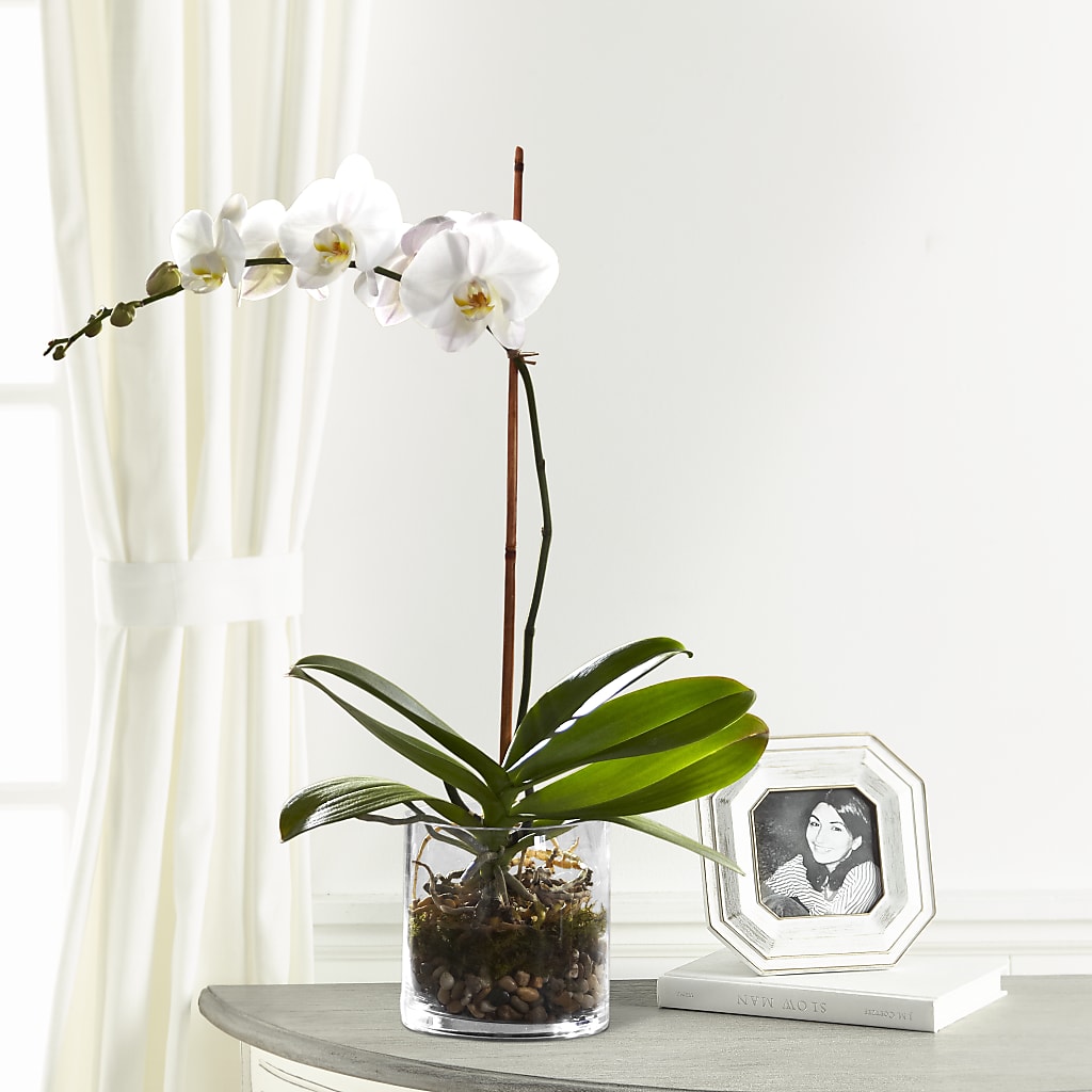 White Orchid Planter – Yellow Flower Dream, Surprise AZ