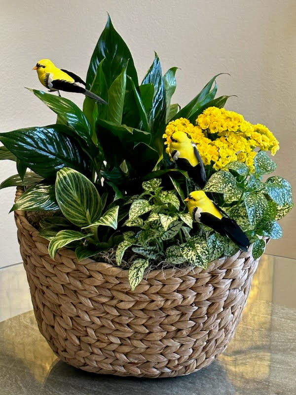 Dish Garden for any event – Yellow Flower Dream, Surprise AZ