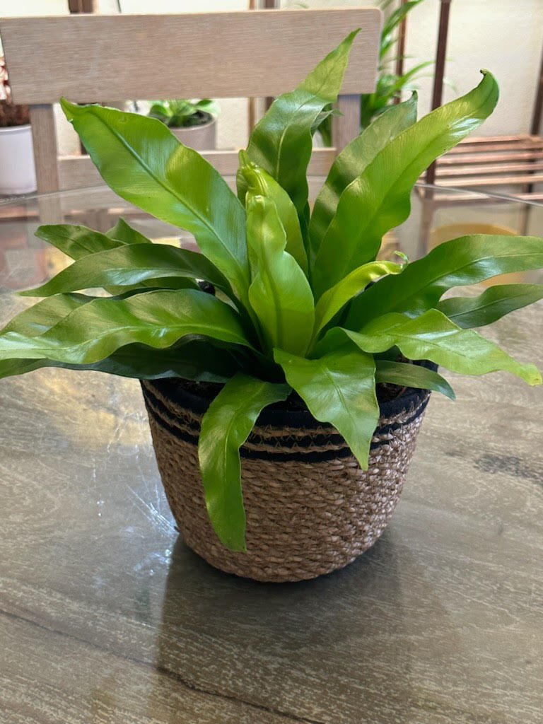 Unique Fern Plant