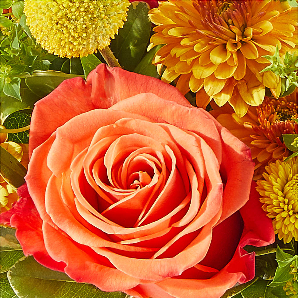Gourdgeous Pumpkin –  Yellow Flower Dream, Surprise AZ