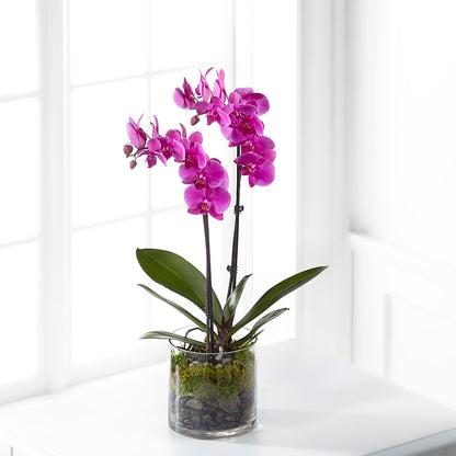Pink Orchid Plant –  Yellow Flower Dream, Surprise AZ
