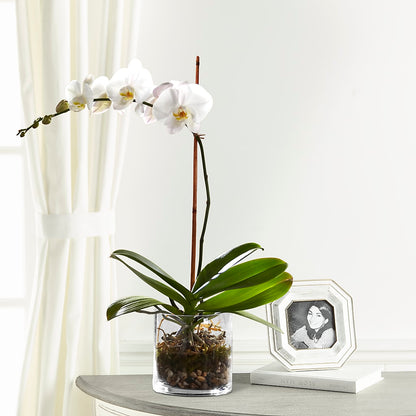White Orchid Planter –  Yellow Flower Dream, Surprise AZ