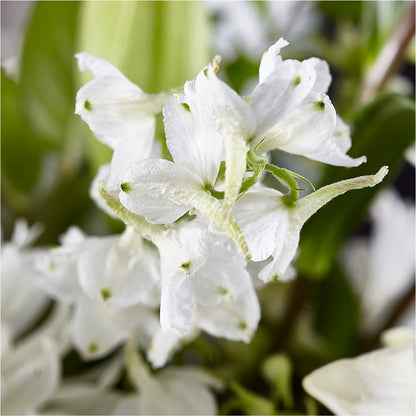 Classic Ivory – A Florist Original –  Yellow Flower Dream, Surprise AZ