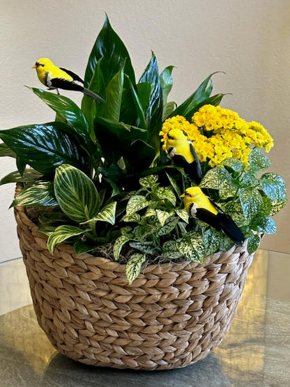 Dish Garden for any event –  Yellow Flower Dream, Surprise AZ