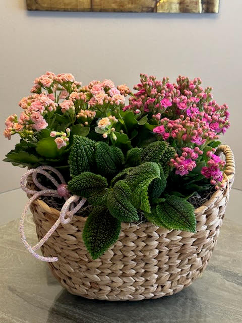 Dream in pink paradise plant