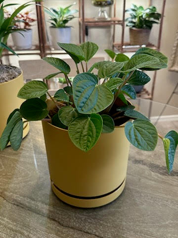 Indoor unique Plant –  Yellow Flower Dream, Surprise AZ