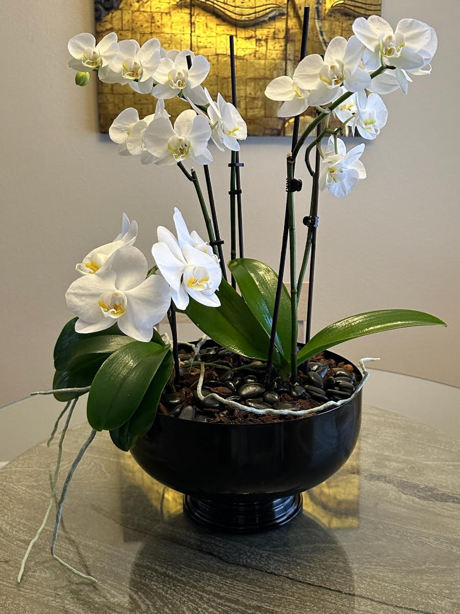 Peaceful white orchid plant –  Yellow Flower Dream, Surprise AZ