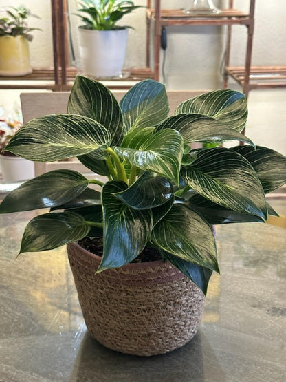 12" Philodendron –  Yellow Flower Dream, Surprise AZ