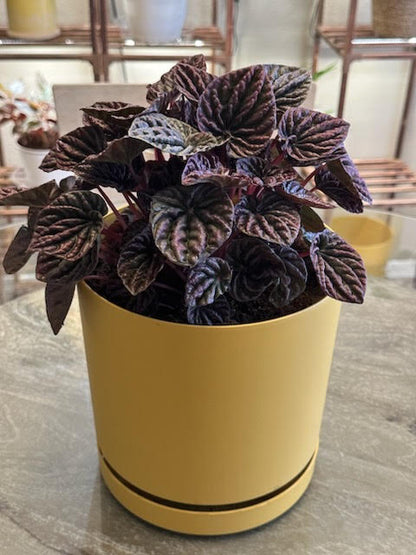 Red Peperomia plant –  Yellow Flower Dream, Surprise AZ