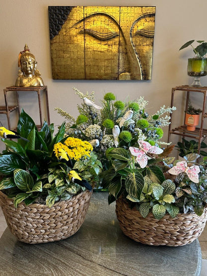 Florist designer choice dishgarden